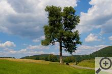Topol černý střežící cestu do Havlovic