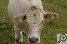 Spokojená havlovická kráva