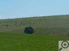 Volně se pasoucí stáda dobytka připomínají westernové filmy